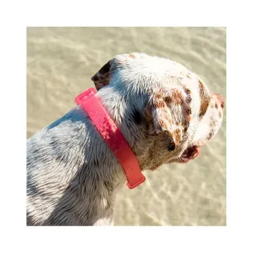 Coleira para Caes NeoPro Bubblegum ZeeDog 4